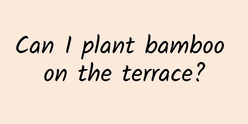 Can I plant bamboo on the terrace?