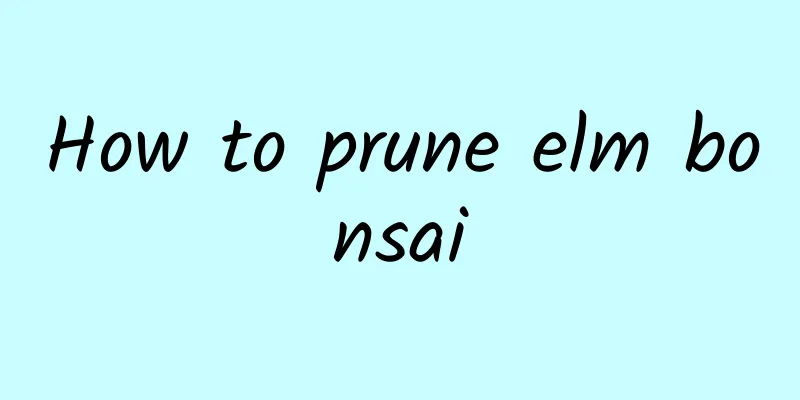 How to prune elm bonsai