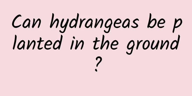 Can hydrangeas be planted in the ground?