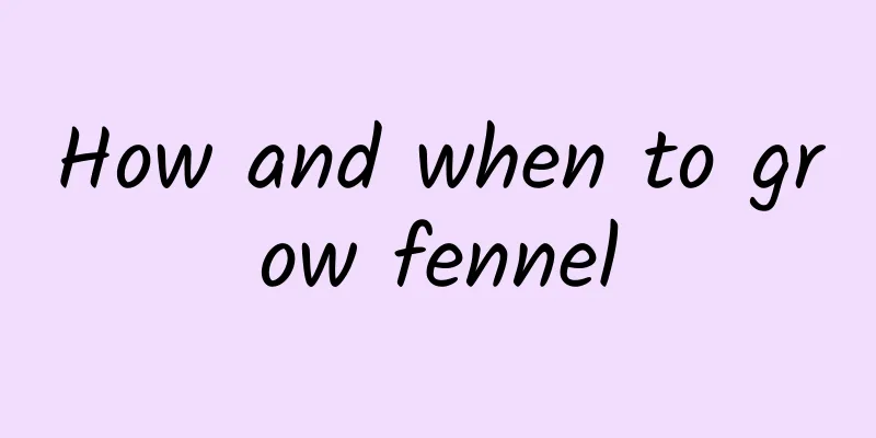 How and when to grow fennel