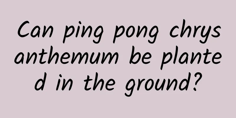 Can ping pong chrysanthemum be planted in the ground?
