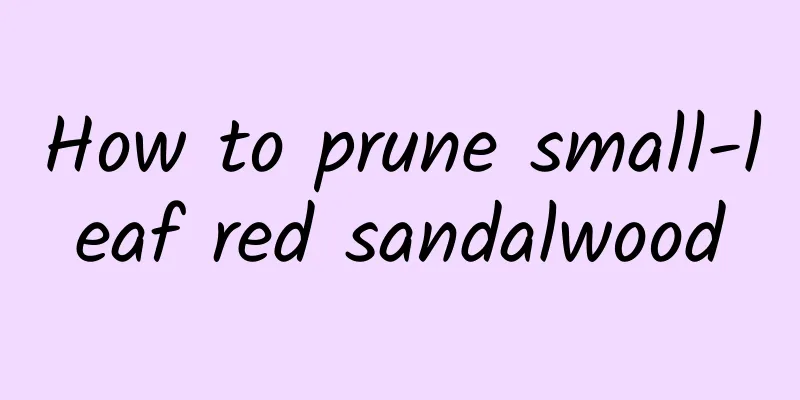 How to prune small-leaf red sandalwood