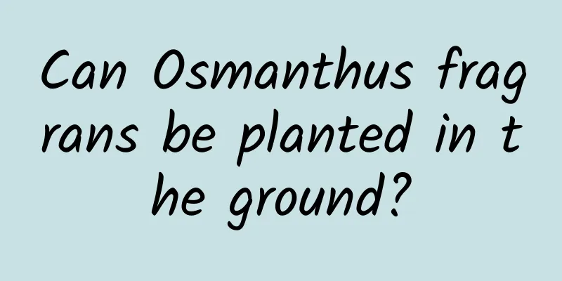 Can Osmanthus fragrans be planted in the ground?