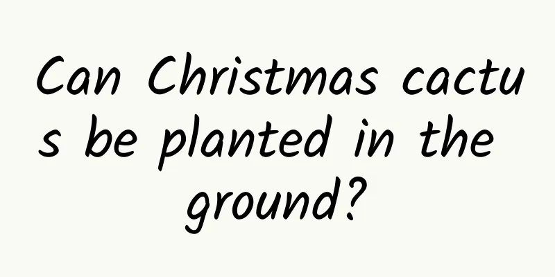 Can Christmas cactus be planted in the ground?