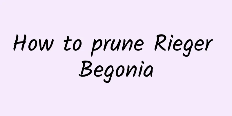 How to prune Rieger Begonia