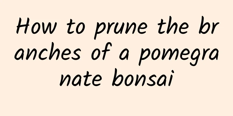 How to prune the branches of a pomegranate bonsai