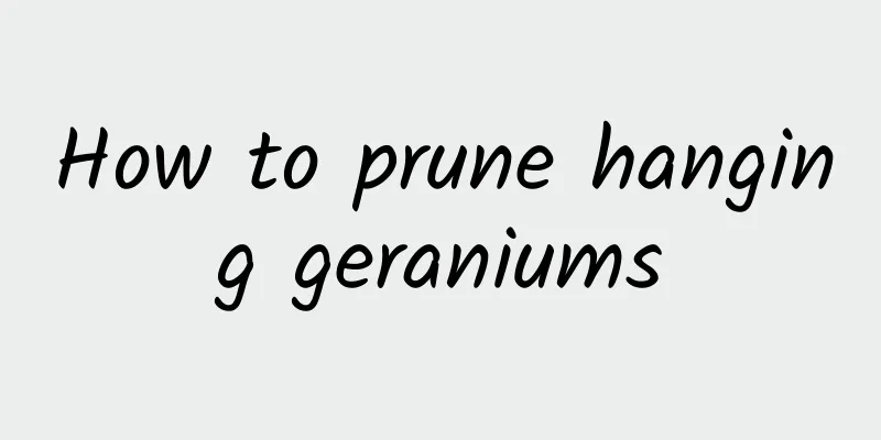 How to prune hanging geraniums