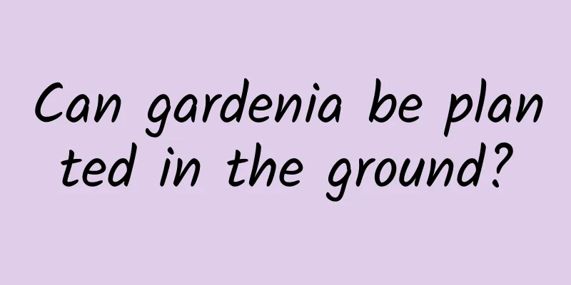 Can gardenia be planted in the ground?