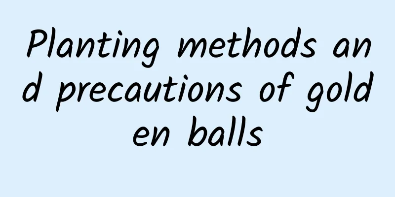 Planting methods and precautions of golden balls