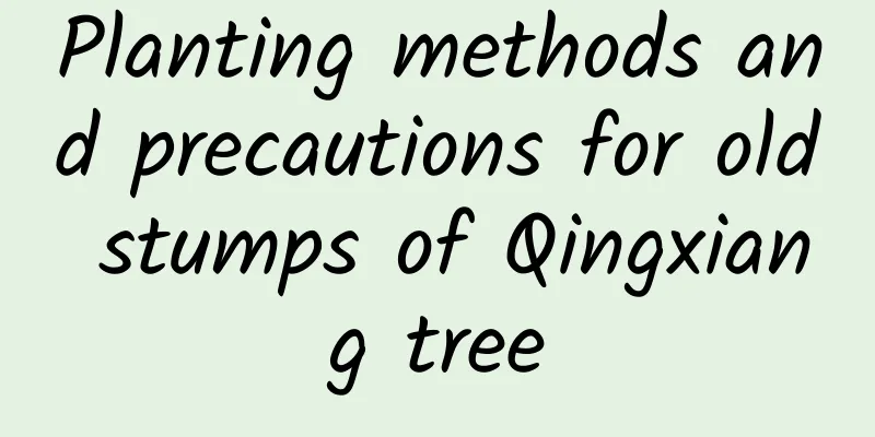 Planting methods and precautions for old stumps of Qingxiang tree