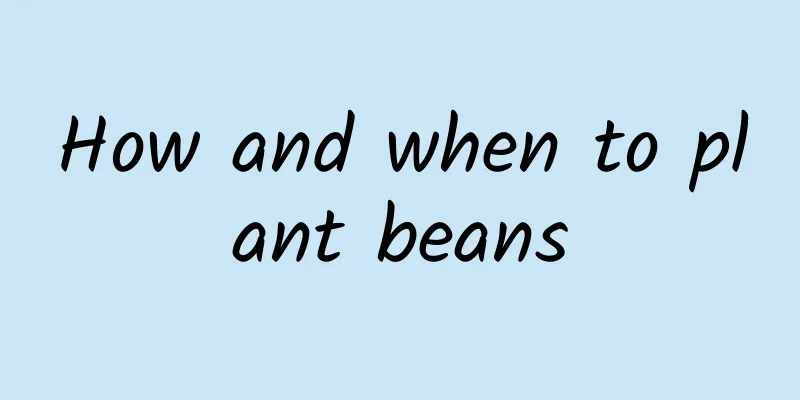 How and when to plant beans