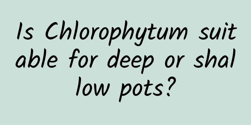 Is Chlorophytum suitable for deep or shallow pots?