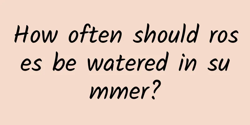 How often should roses be watered in summer?