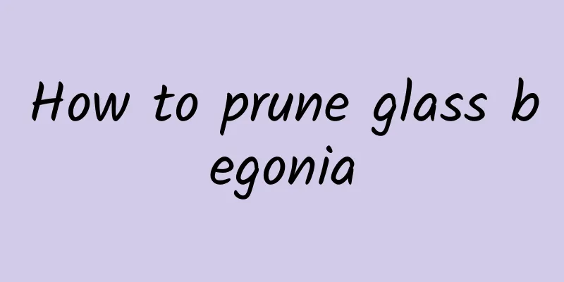 How to prune glass begonia