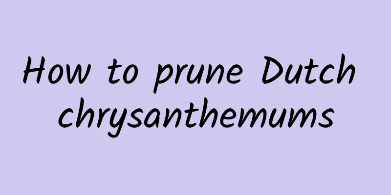 How to prune Dutch chrysanthemums