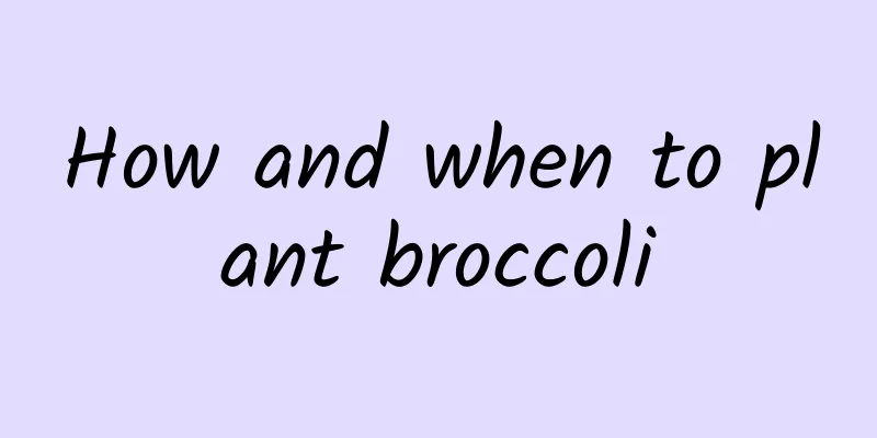 How and when to plant broccoli