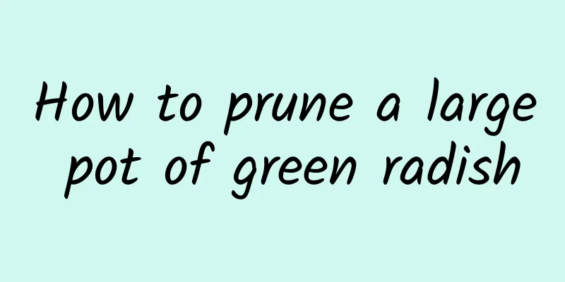 How to prune a large pot of green radish
