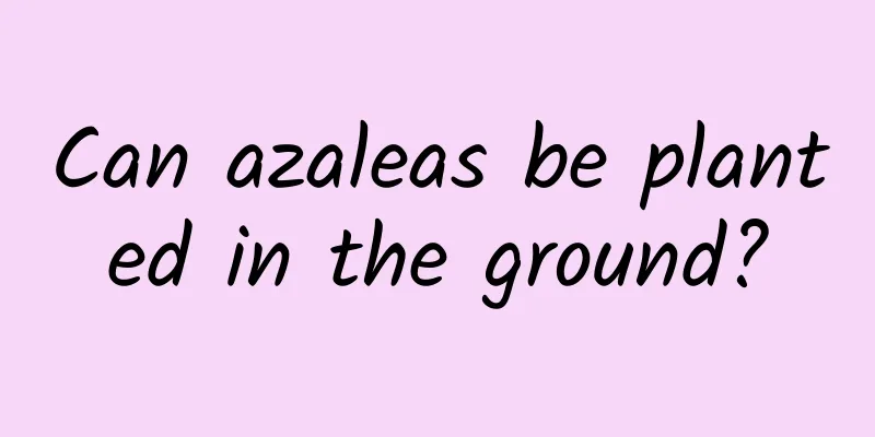 Can azaleas be planted in the ground?