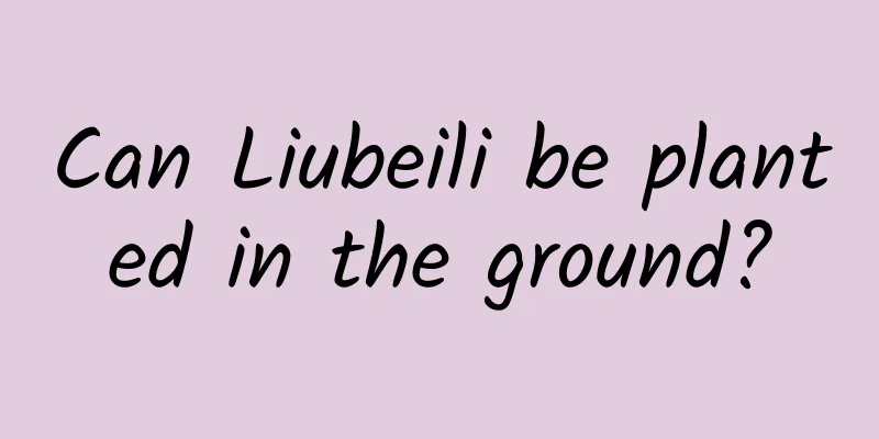 Can Liubeili be planted in the ground?