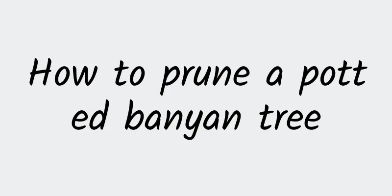 How to prune a potted banyan tree