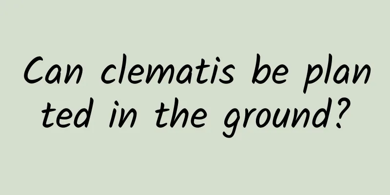 Can clematis be planted in the ground?