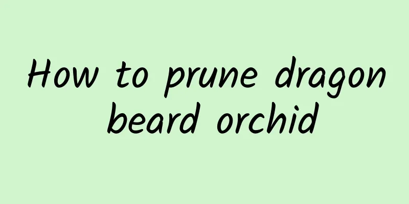 How to prune dragon beard orchid