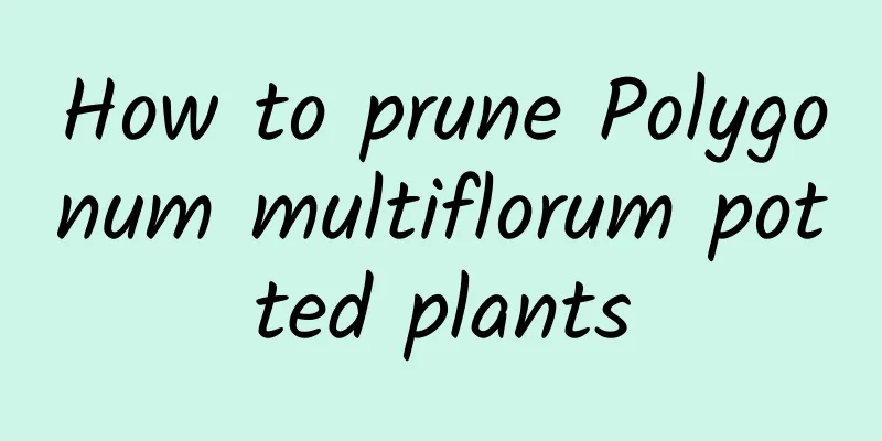 How to prune Polygonum multiflorum potted plants