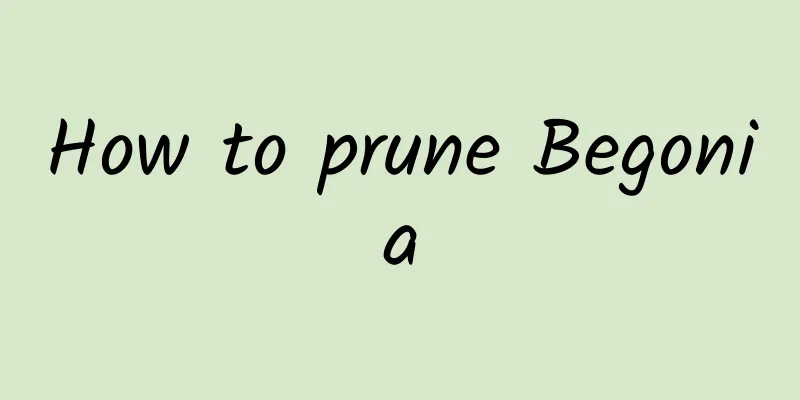 How to prune Begonia