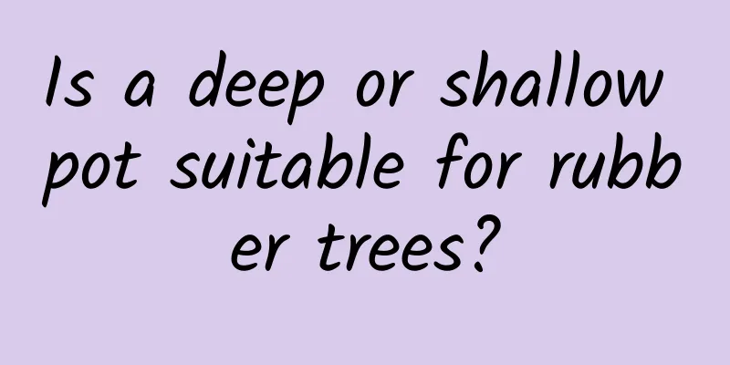 Is a deep or shallow pot suitable for rubber trees?