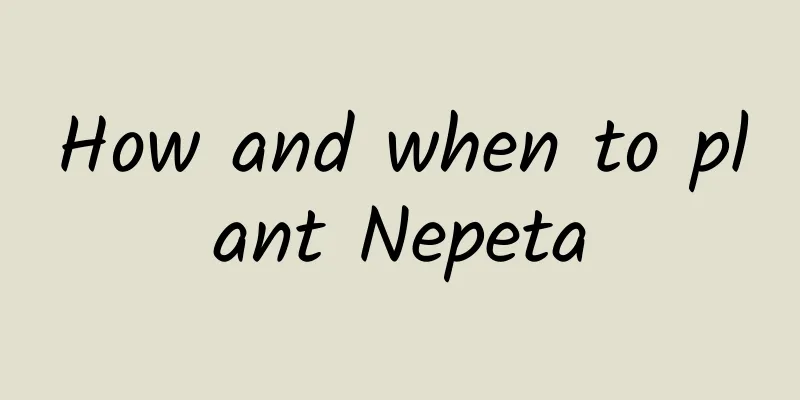 How and when to plant Nepeta