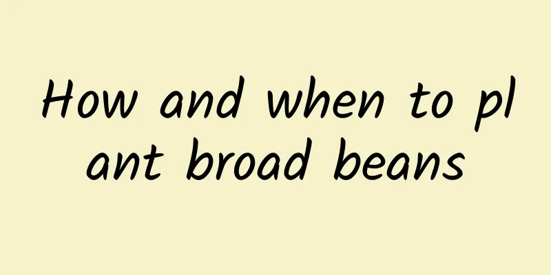 How and when to plant broad beans