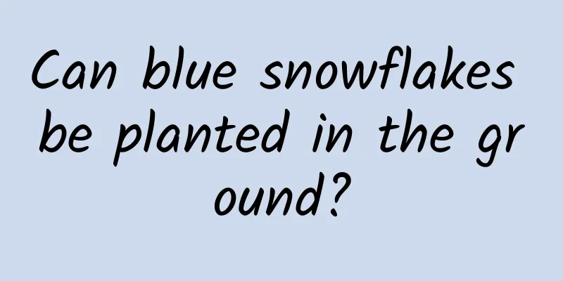 Can blue snowflakes be planted in the ground?