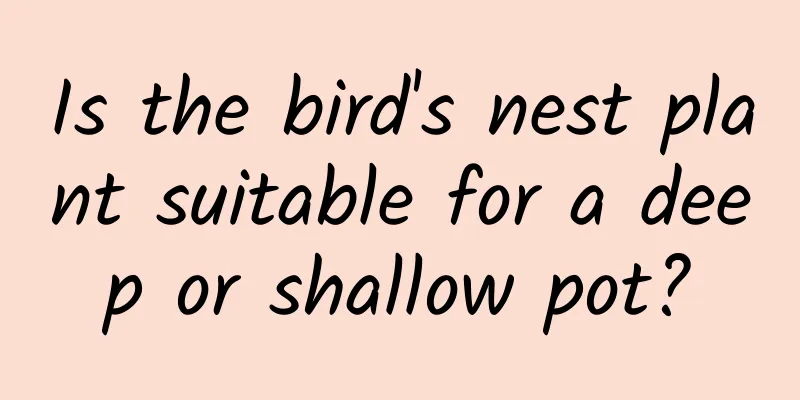 Is the bird's nest plant suitable for a deep or shallow pot?