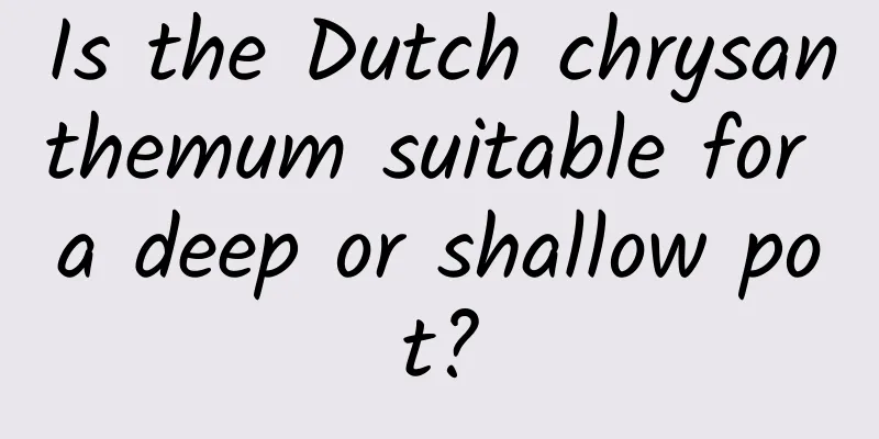 Is the Dutch chrysanthemum suitable for a deep or shallow pot?