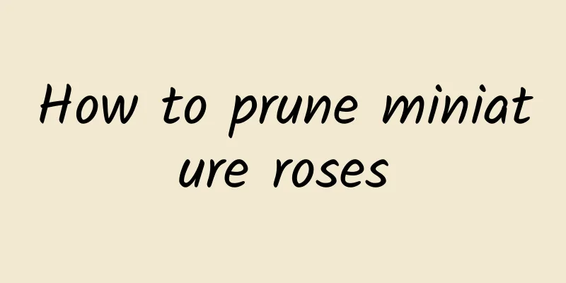 How to prune miniature roses