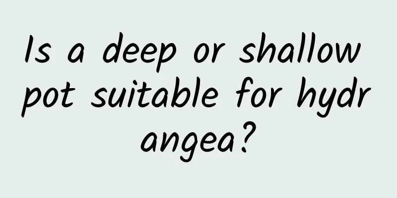 Is a deep or shallow pot suitable for hydrangea?