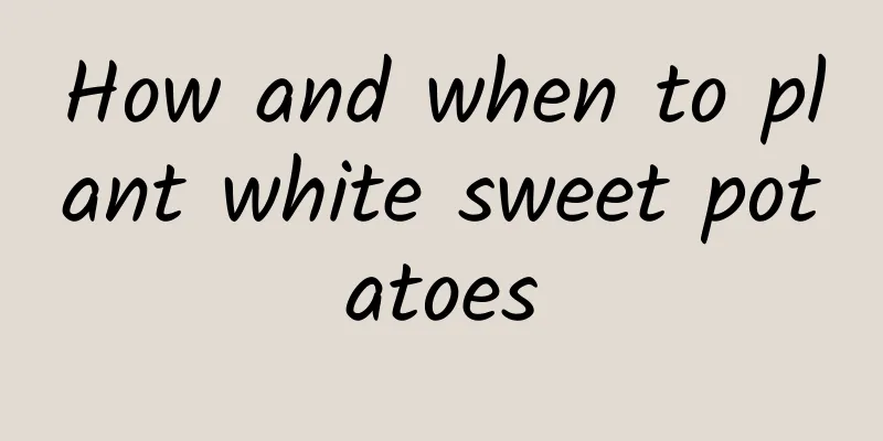 How and when to plant white sweet potatoes