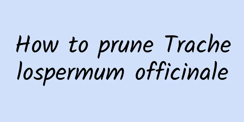 How to prune Trachelospermum officinale
