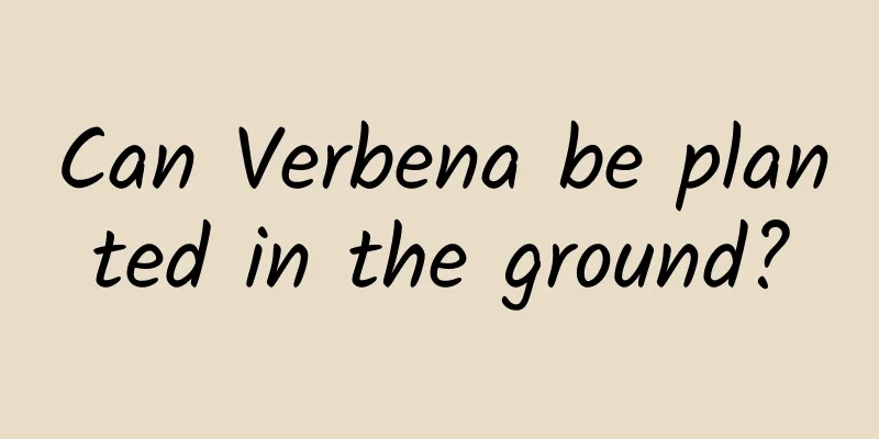 Can Verbena be planted in the ground?