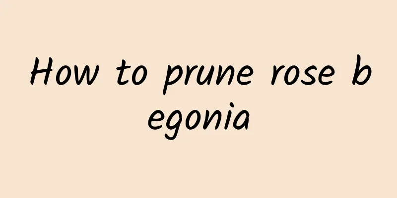 How to prune rose begonia