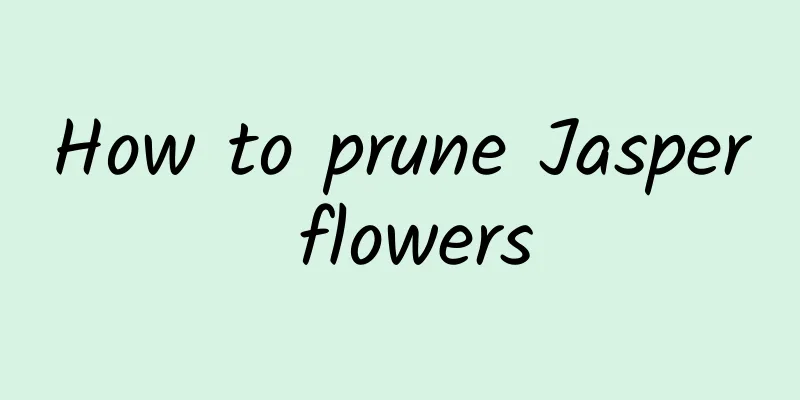 How to prune Jasper flowers