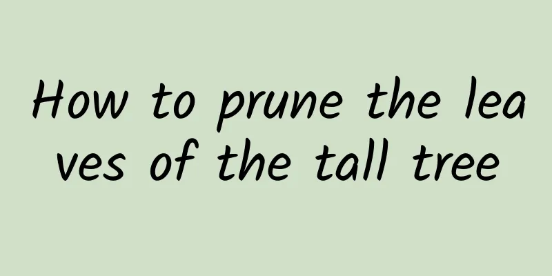 How to prune the leaves of the tall tree