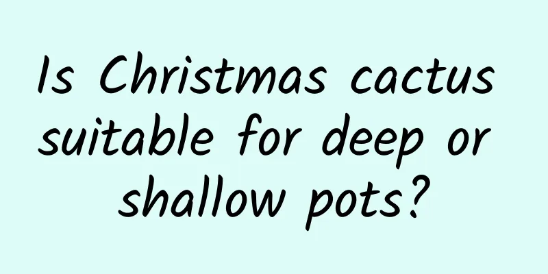 Is Christmas cactus suitable for deep or shallow pots?