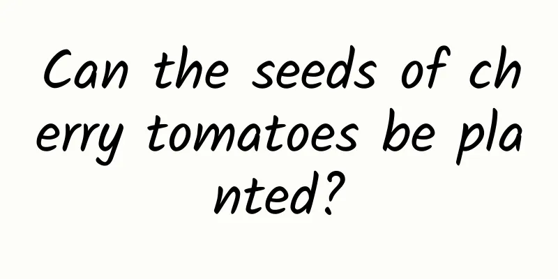 Can the seeds of cherry tomatoes be planted?
