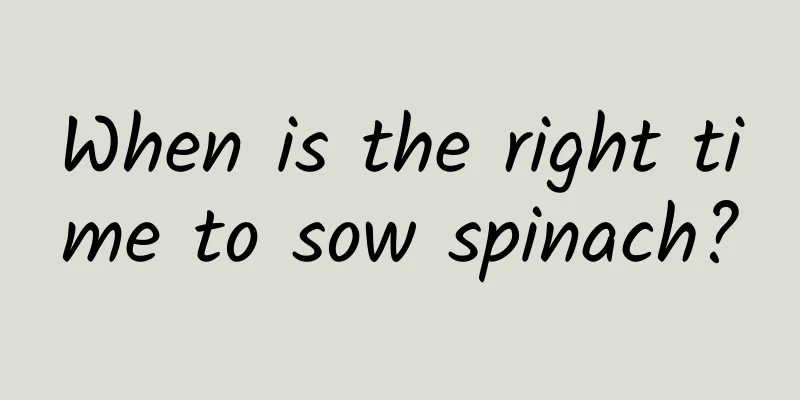When is the right time to sow spinach?