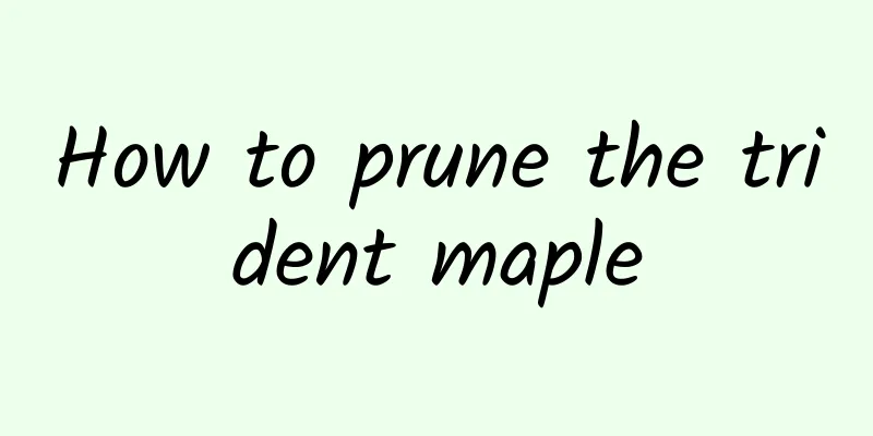 How to prune the trident maple