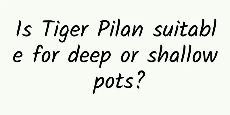 Is Tiger Pilan suitable for deep or shallow pots?
