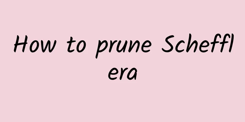 How to prune Schefflera