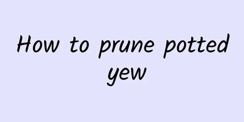 How to prune potted yew