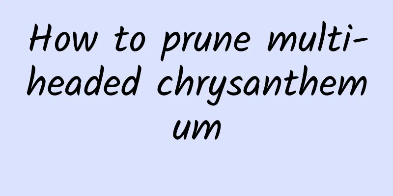 How to prune multi-headed chrysanthemum